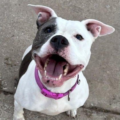 Noelle, ADOPTABLE, Adult Female Pit Bull Terrier.