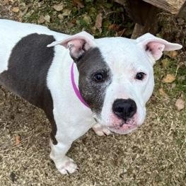 Noelle, a ADOPTABLE mixed breed in The Colony, TX image 3/6