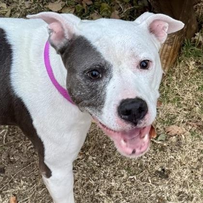 Noelle, a ADOPTABLE mixed breed in The Colony, TX image 5/6