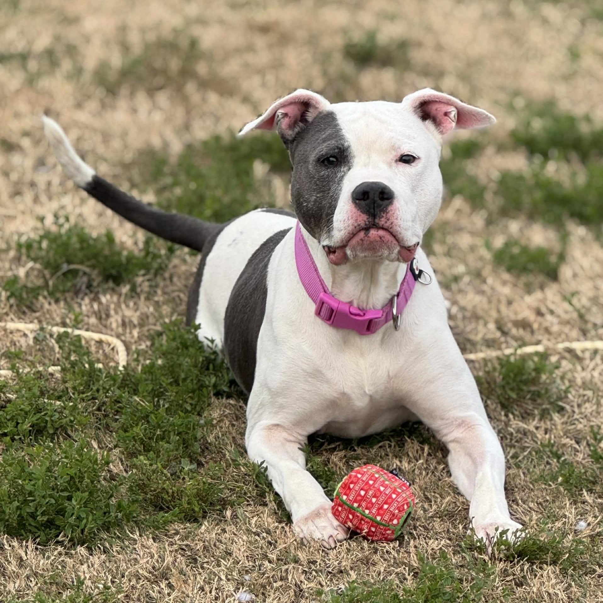 Enlarge Noelle, a ADOPTABLE mixed breed in The Colony, TX image 3/6