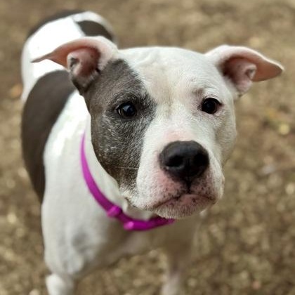 Noelle, a ADOPTABLE mixed breed in The Colony, TX image 4/6