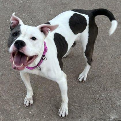 Noelle, a ADOPTABLE mixed breed in The Colony, TX image 2/6