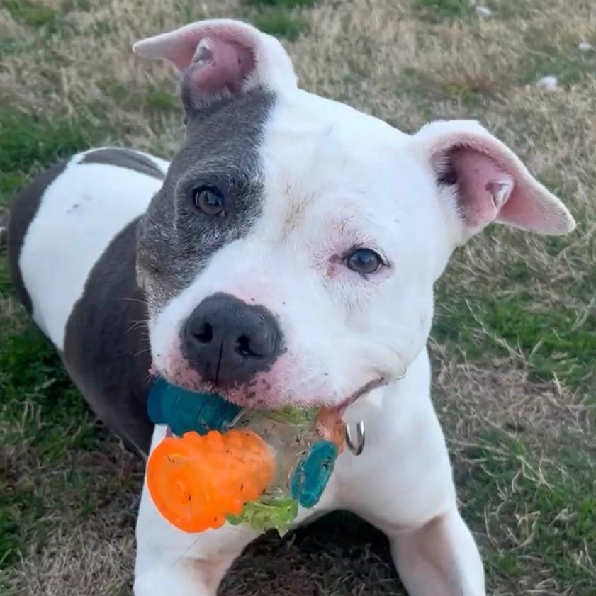 Noelle, ADOPTABLE, Adult Female Pit Bull Terrier.