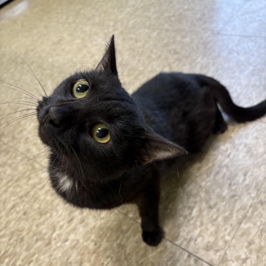 Enlarge Coraline, a Adoptable Domestic Short Hair in Warren, PA image 1/1