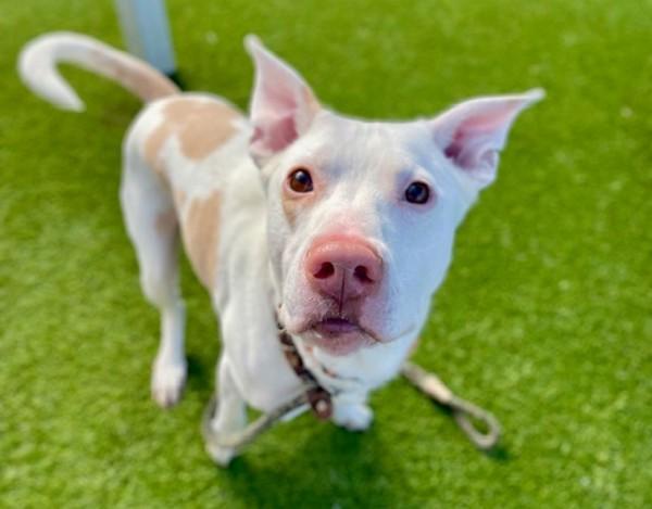 *Edgar*, Adoptable, Adult Male Pit Bull Terrier.