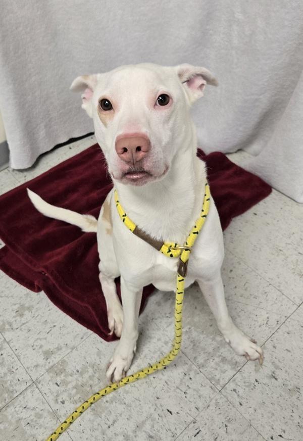 *Edgar*, a Adoptable mixed breed in Salt Lake City, UT image 2/6