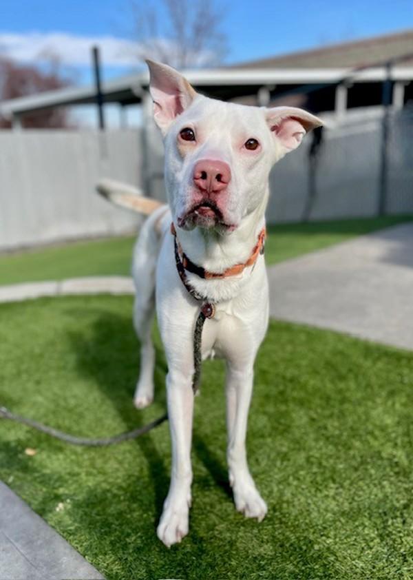 *Edgar*, a Adoptable mixed breed in Salt Lake City, UT image 3/6