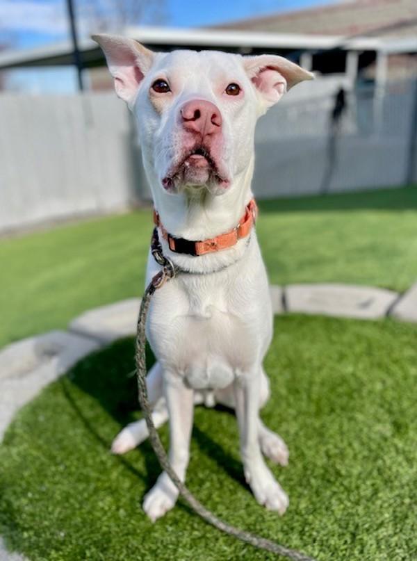 *Edgar*, a Adoptable mixed breed in Salt Lake City, UT image 5/6