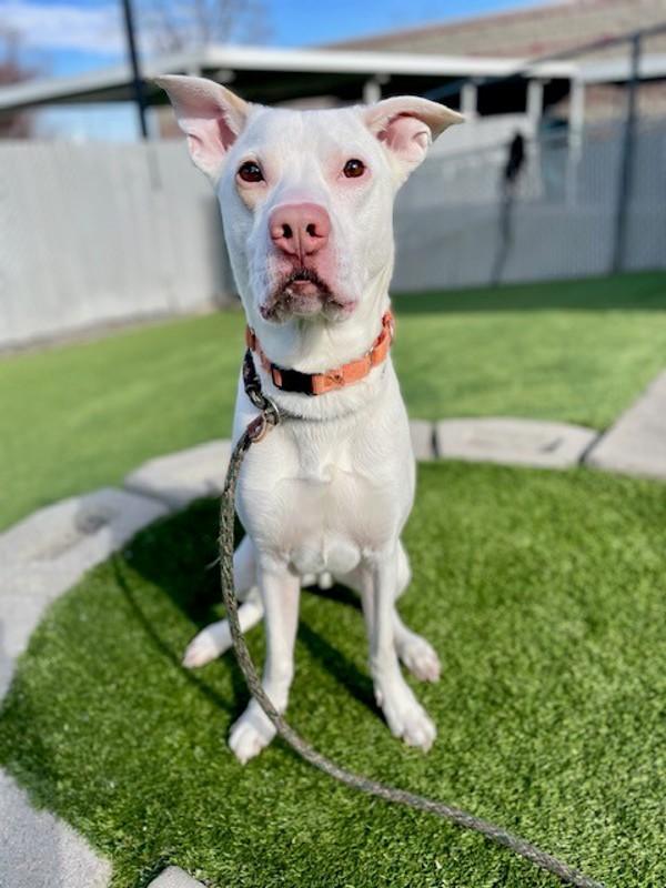 *Edgar*, a Adoptable mixed breed in Salt Lake City, UT image 6/6
