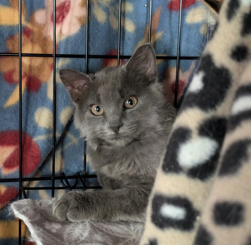 Enlarge Willow, a Adopted Domestic Long Hair in Howard, PA image 1/1