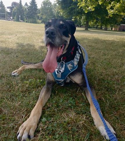 PAISLEY, Adoptable, Adult Female Great Dane.