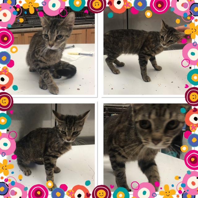 Enlarge SABLE, a ADOPTABLE Domestic Short Hair in Buckhannon, WV image 1/1