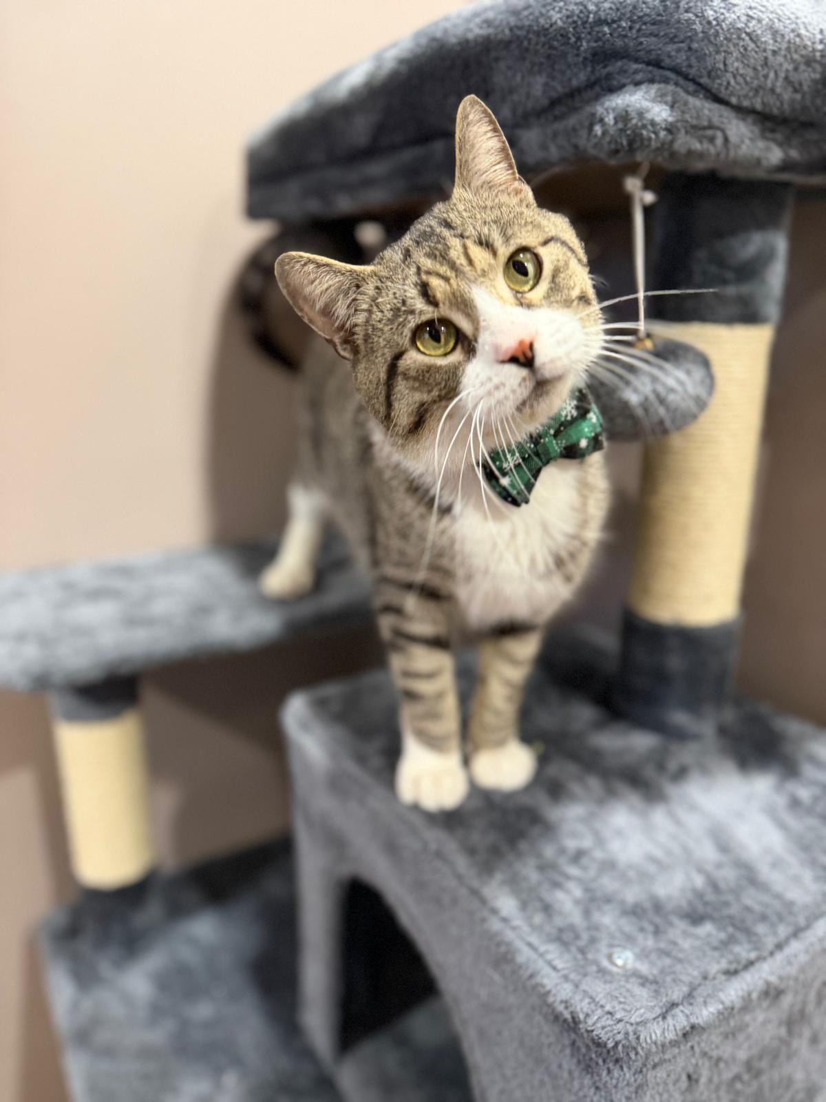 Petrie, an adopted Domestic Short Hair in Sudbury, MA image 2/2