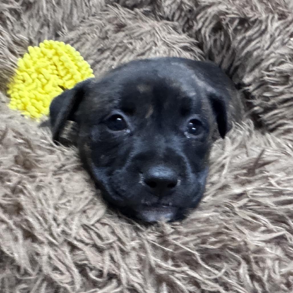 Everlee, Adoptable, Puppy Female American Staffordshire Terrier & Pit Bull Terrier.