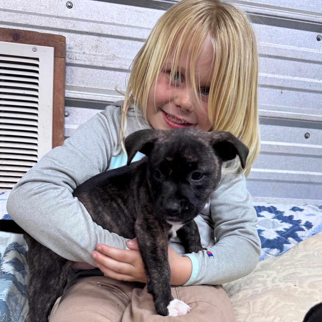 Enlarge Everlee, a Adoptable mixed breed in Pinson, TN image 2/5