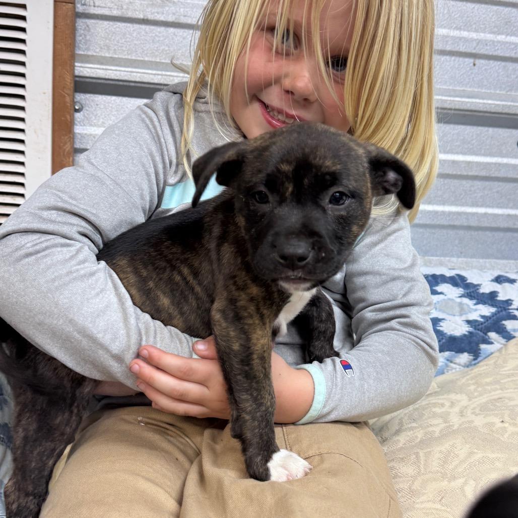 Enlarge Everlee, a Adoptable mixed breed in Pinson, TN image 3/5