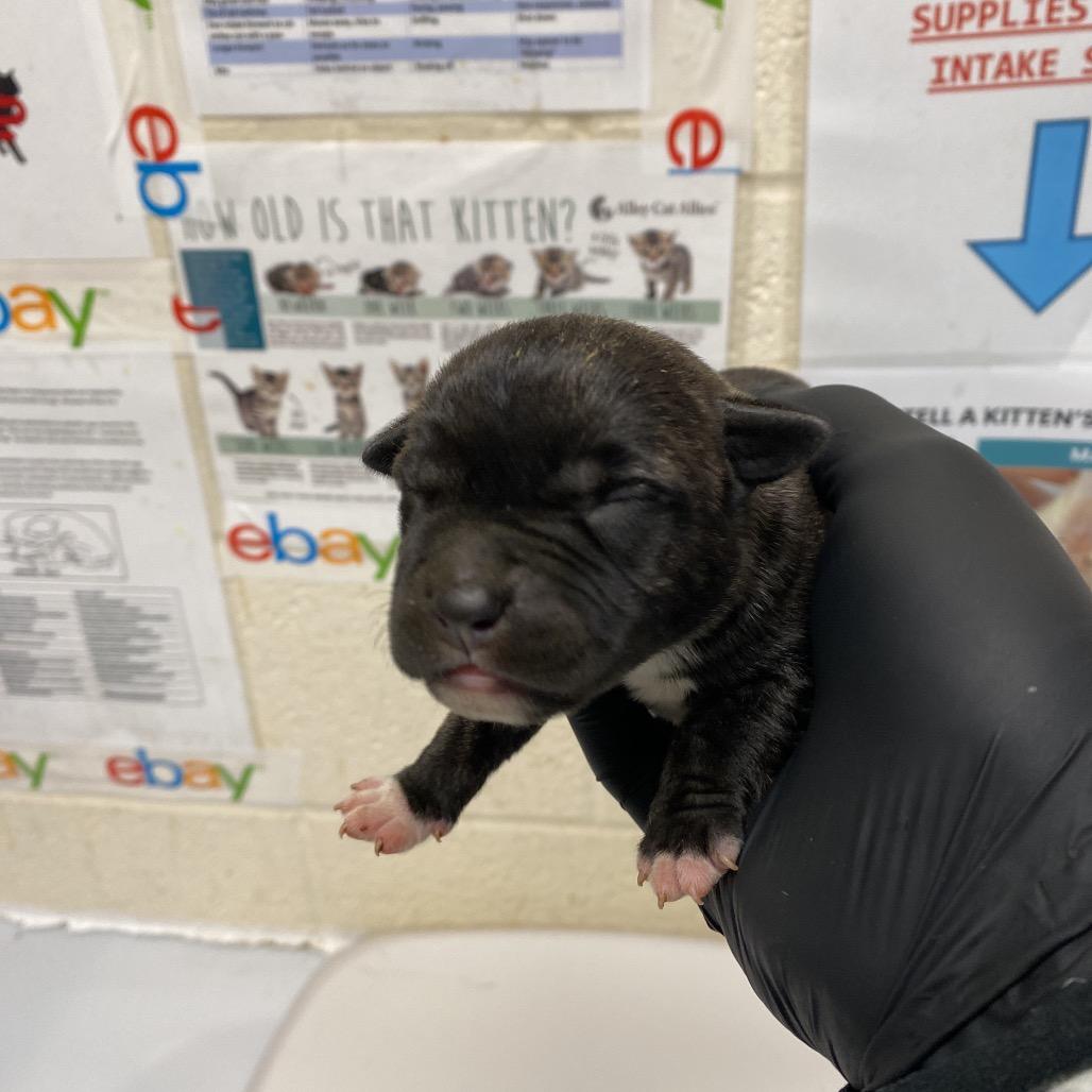 Enlarge Everlee, a Adoptable mixed breed in Pinson, TN image 4/5