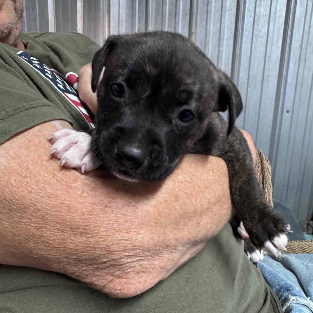 Enlarge Everlee, a Adoptable mixed breed in Pinson, TN image 5/5