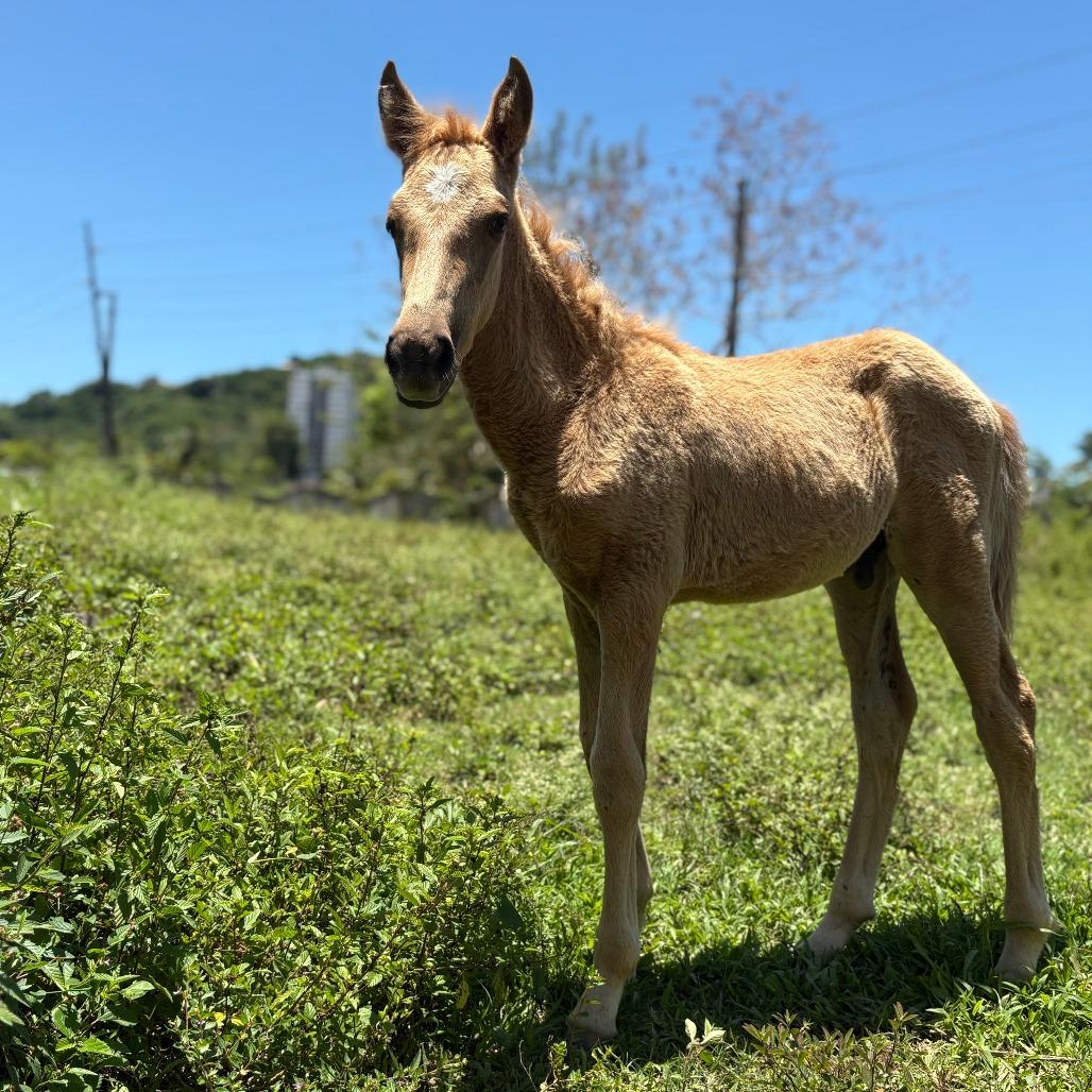 Arlen, Adoptable, Young Male Quarterhorse.