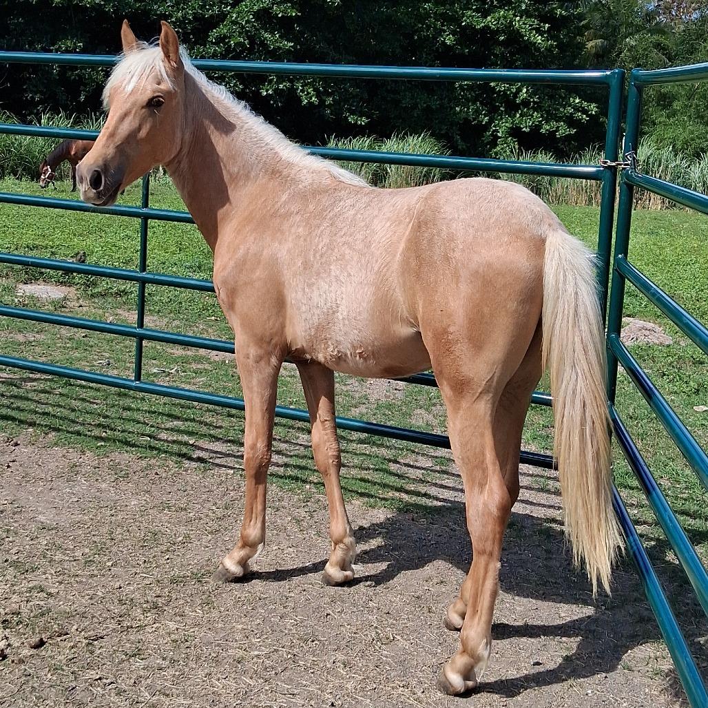 Enlarge Arlen, a Adoptable Quarterhorse in Guaynabo, PR image 2/2