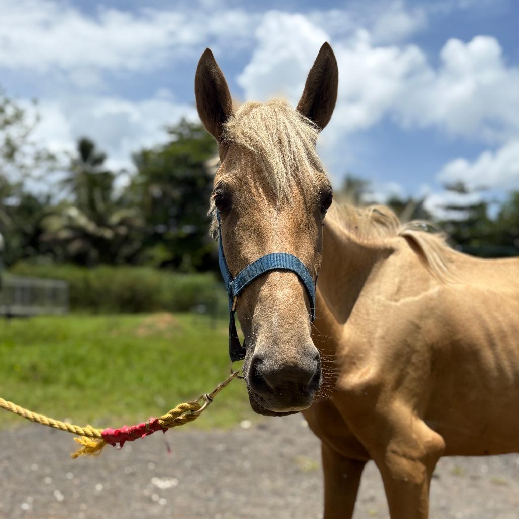 Arlen, a Adoptable Quarterhorse in Guaynabo, PR image 2/2