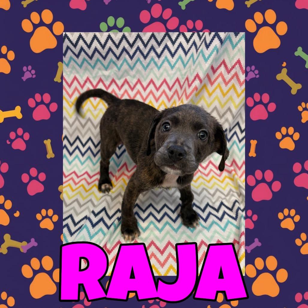 Enlarge Raja, a Adoptable mixed breed in Royse City, TX image 1/2