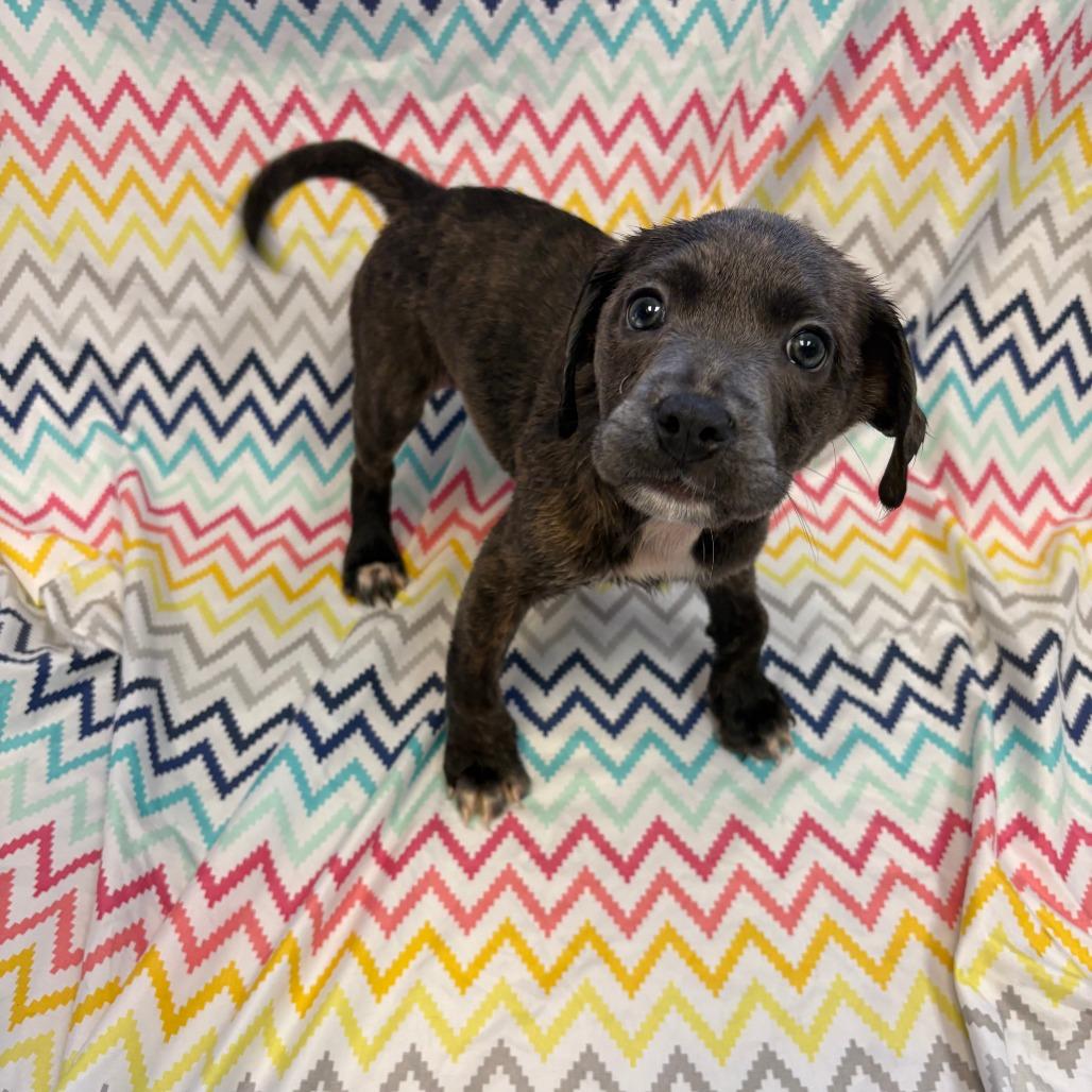 Enlarge Raja, a Adoptable mixed breed in Royse City, TX image 2/2
