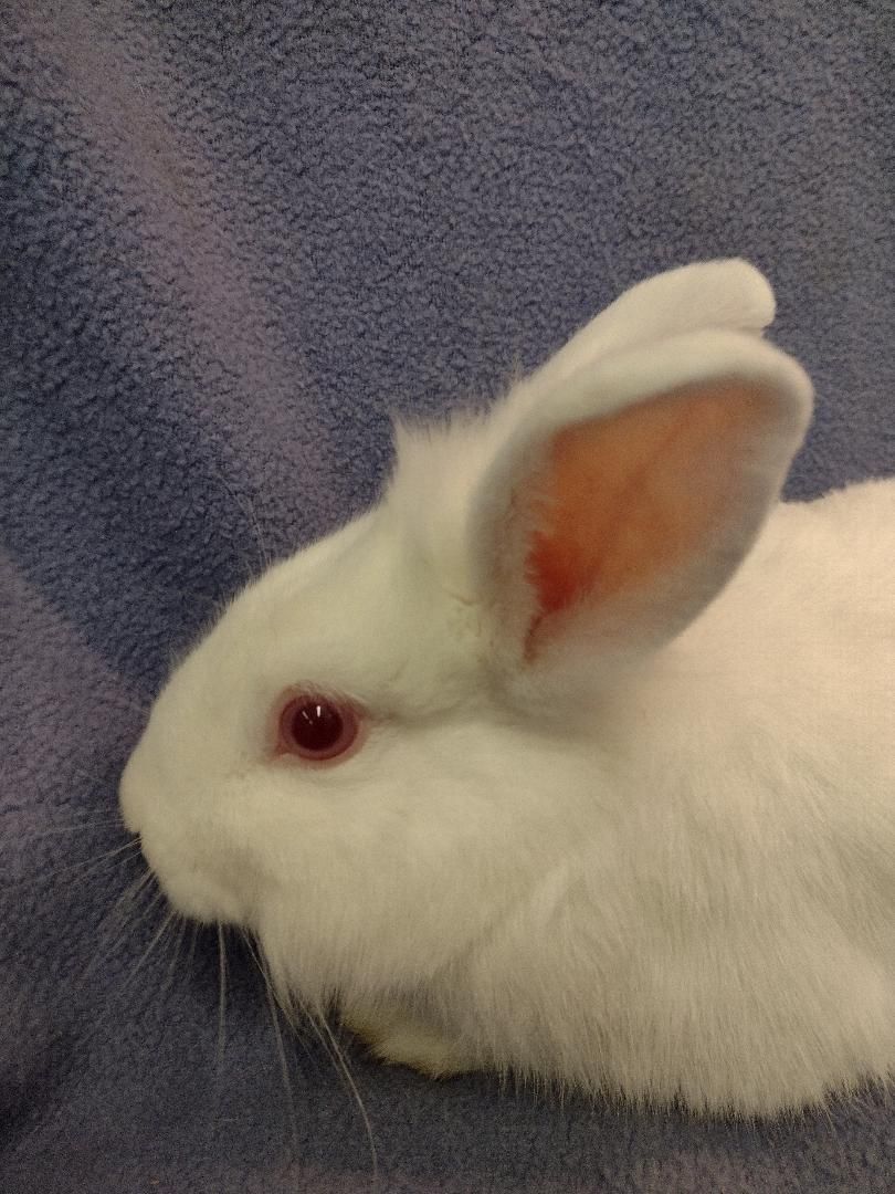 Echo, Adoptable, Young Male Lionhead.