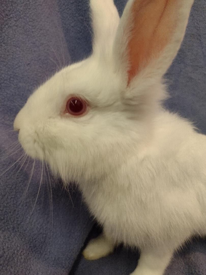 Echo, a Adoptable Lionhead in Plymouth, MI image 2/2