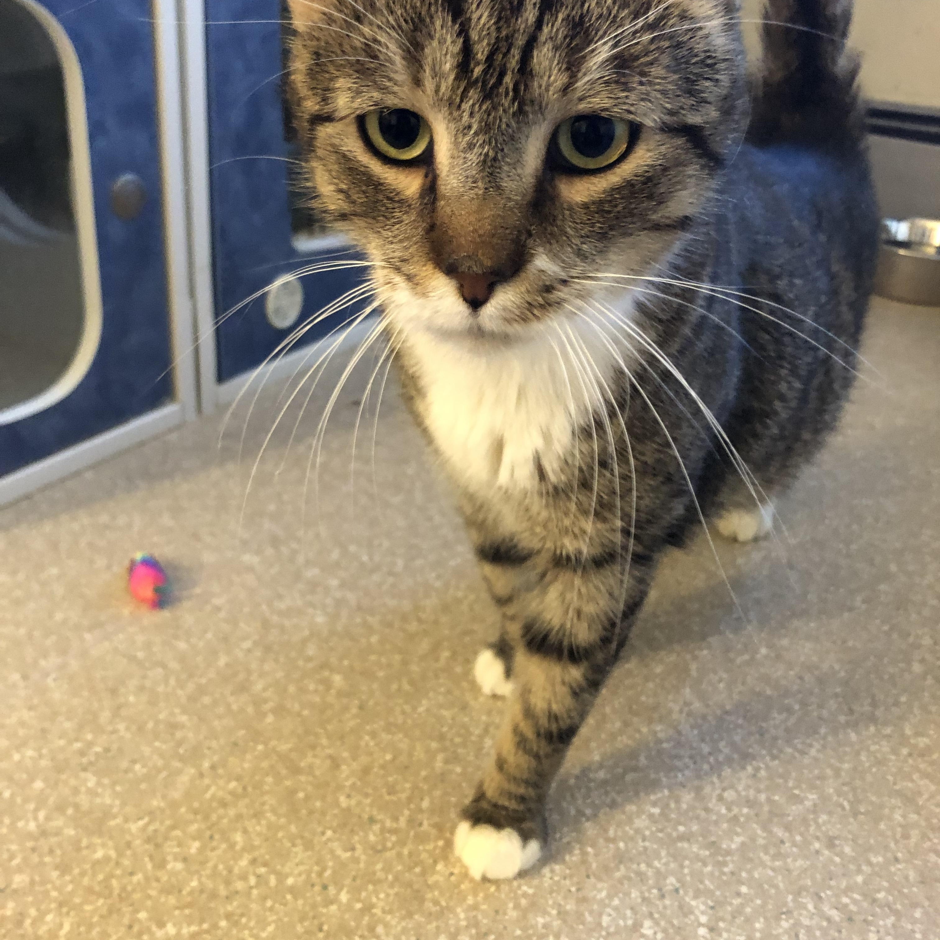 Enlarge Peru, a Adoptable Domestic Short Hair in Salisbury, MA image 4/5