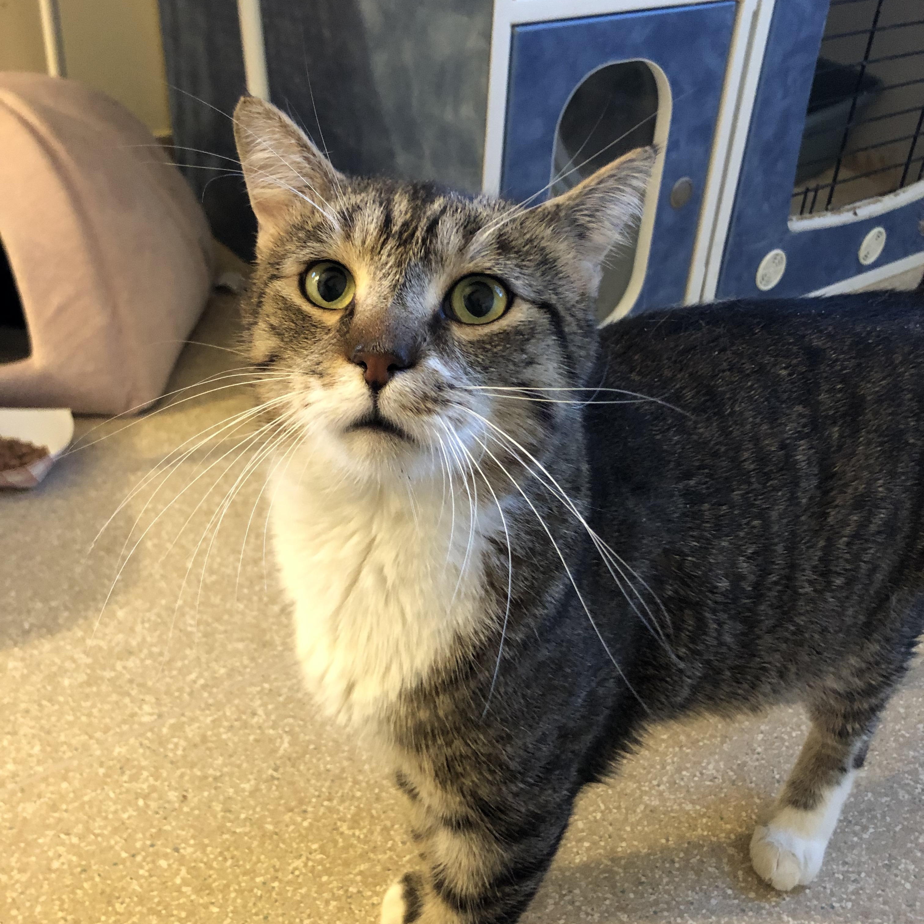 Peru, Adoptable, Adult Male Domestic Short Hair.