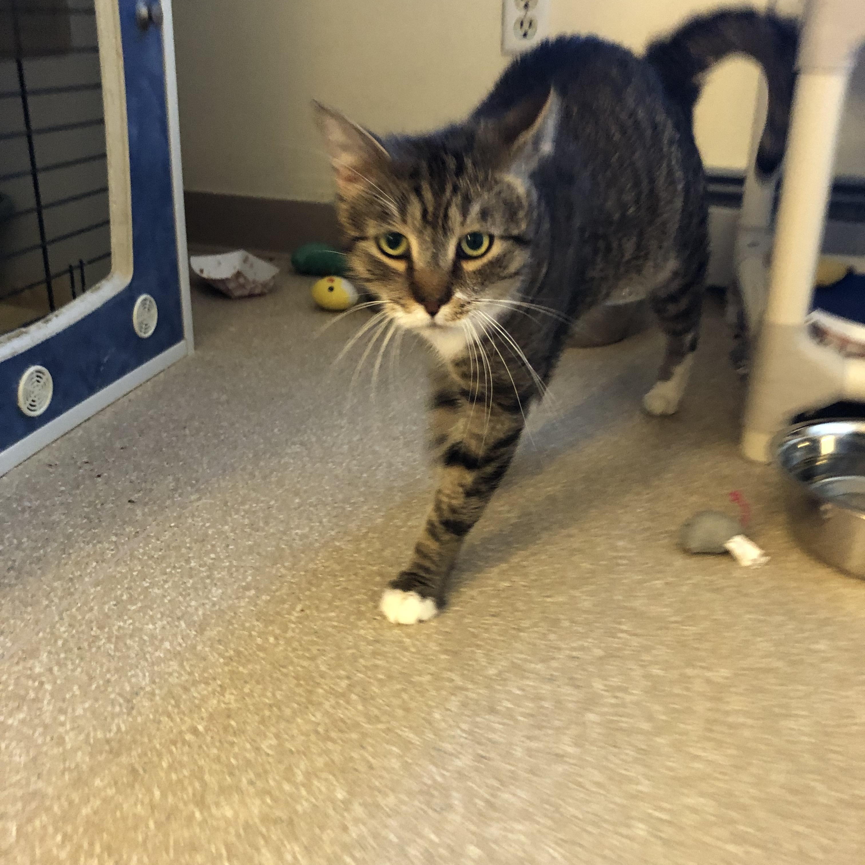 Enlarge Peru, a Adoptable Domestic Short Hair in Salisbury, MA image 2/5