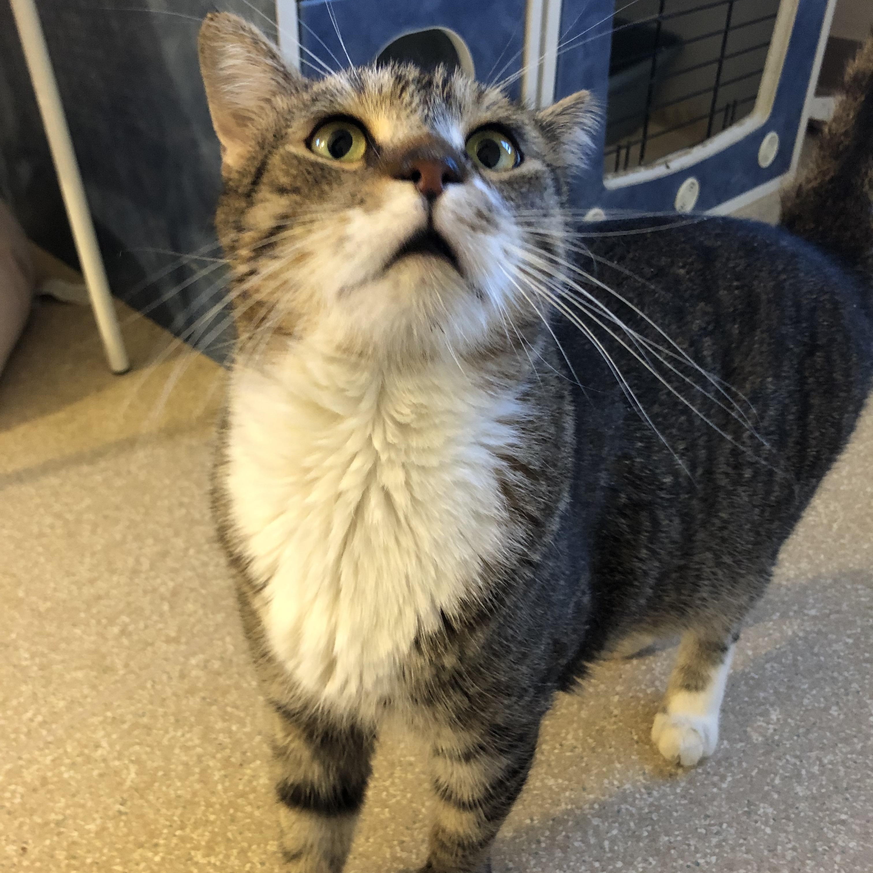 Enlarge Peru, a Adoptable Domestic Short Hair in Salisbury, MA image 3/5