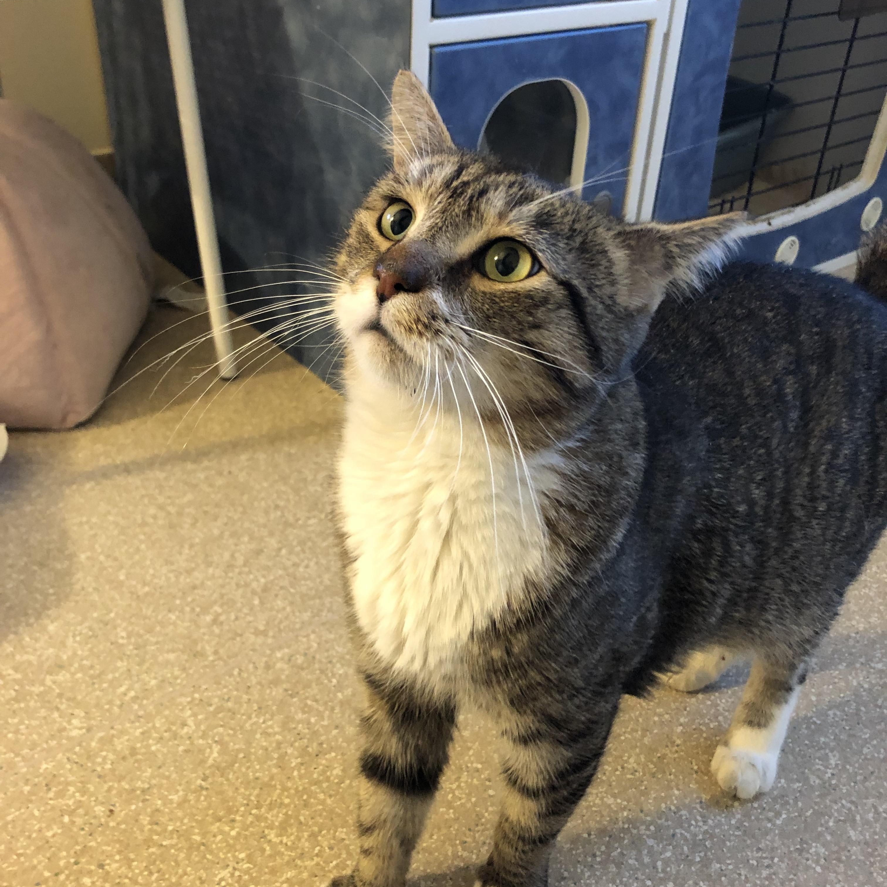 Enlarge Peru, a Adoptable Domestic Short Hair in Salisbury, MA image 5/5