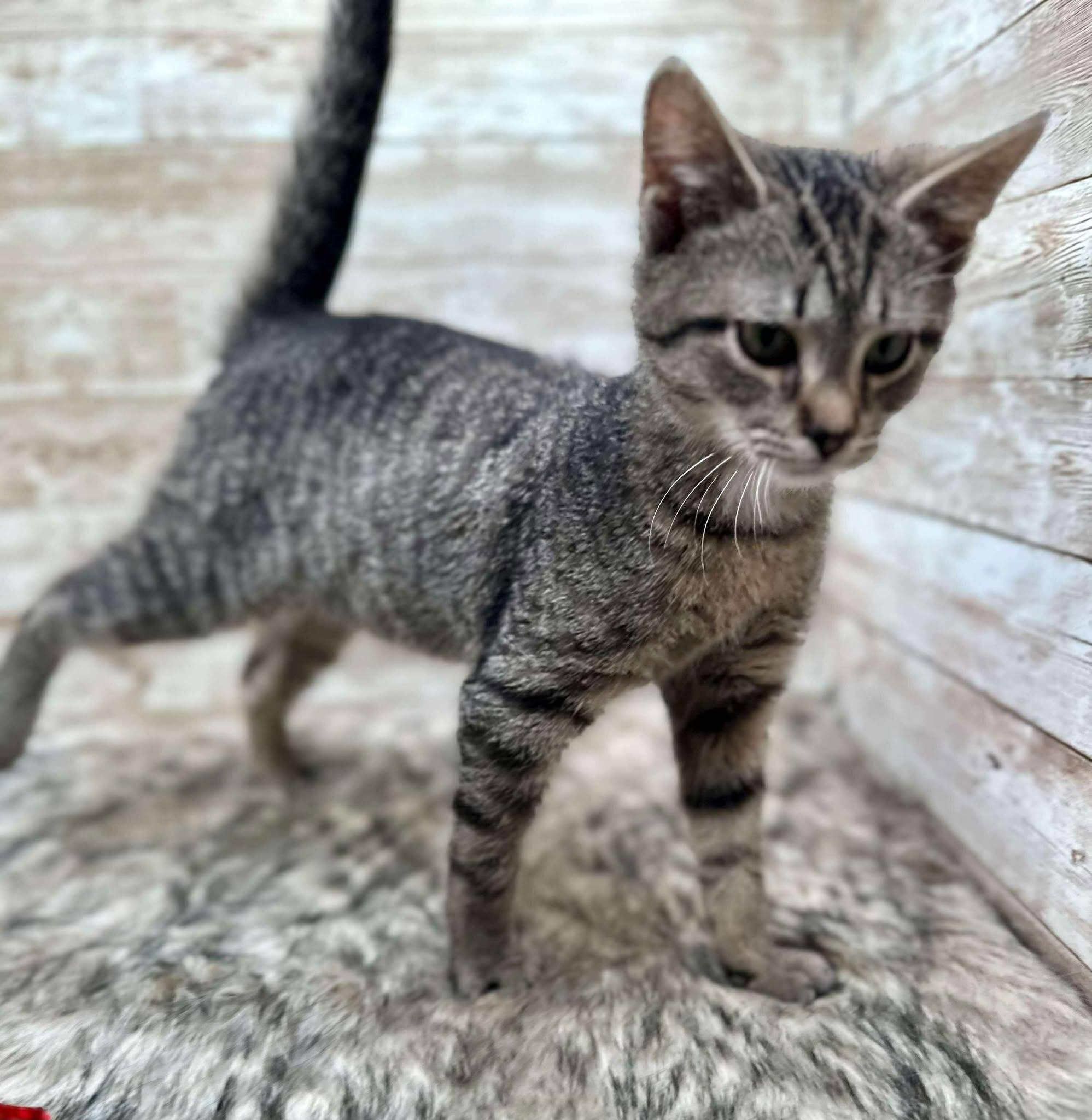 Quilo, an adopted Domestic Short Hair in Lexington, KY image 1/2