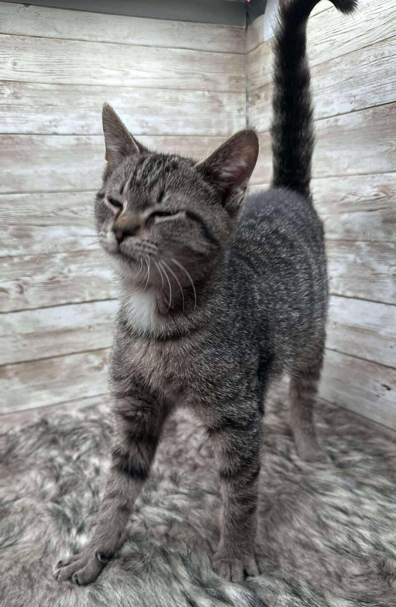 Quilo, an adopted Domestic Short Hair in Lexington, KY image 2/2