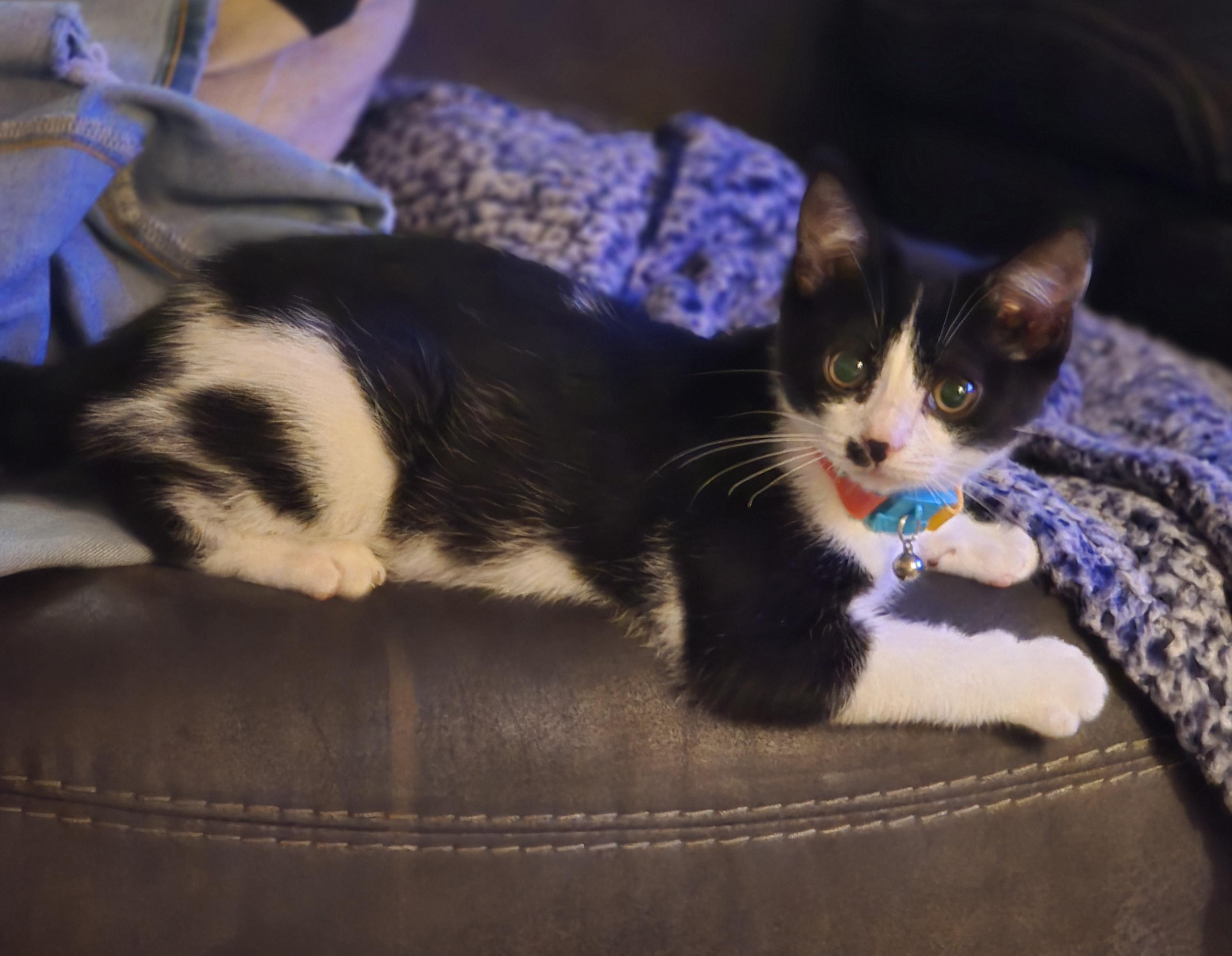 Rain, a Adopted Domestic Short Hair in Elizabeth, PA image 1/5