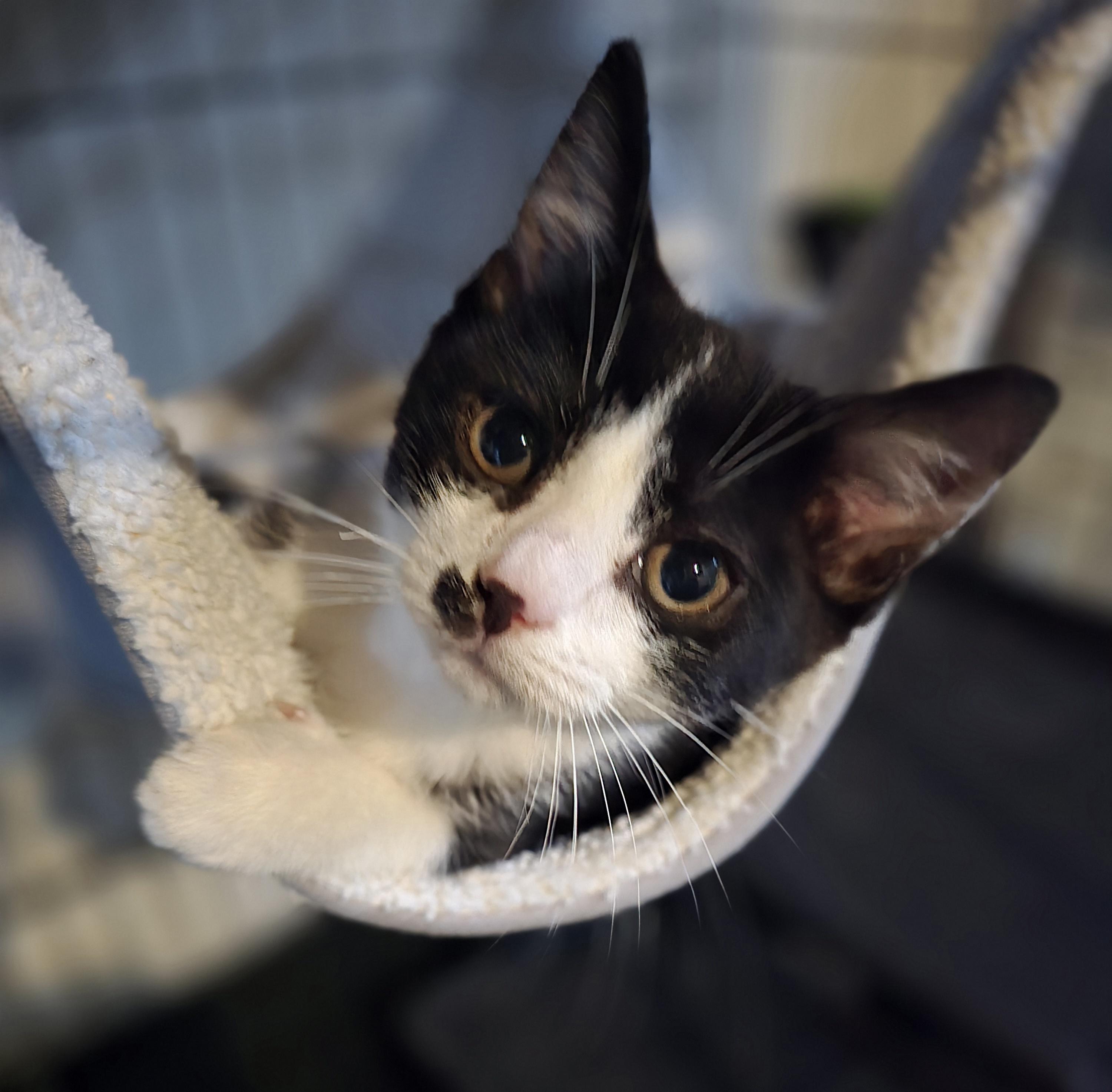 Rain, a Adopted Domestic Short Hair in Elizabeth, PA image 2/5