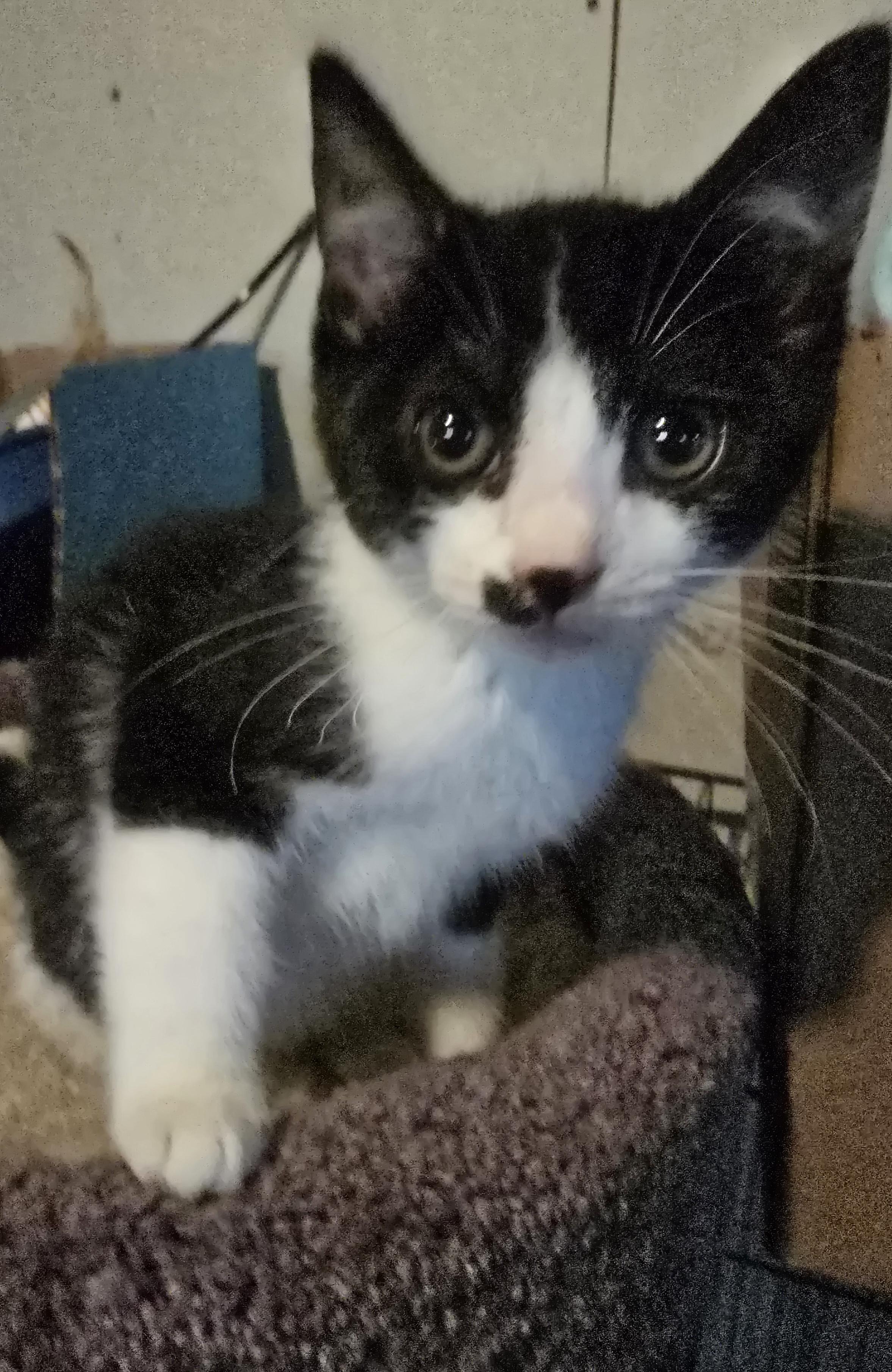 Rain, a Adopted Domestic Short Hair in Elizabeth, PA image 3/5