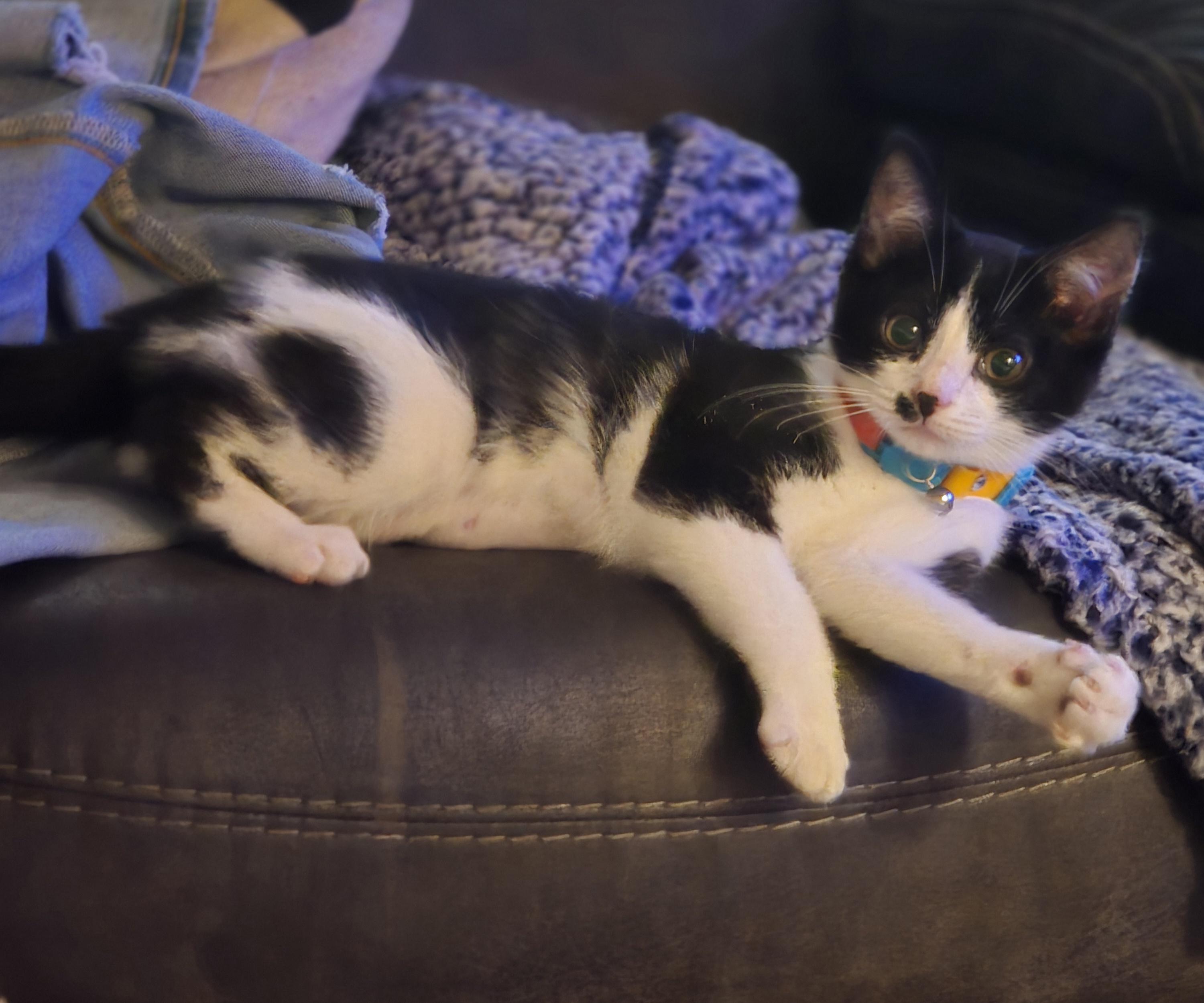 Rain, a Adopted Domestic Short Hair in Elizabeth, PA image 4/5