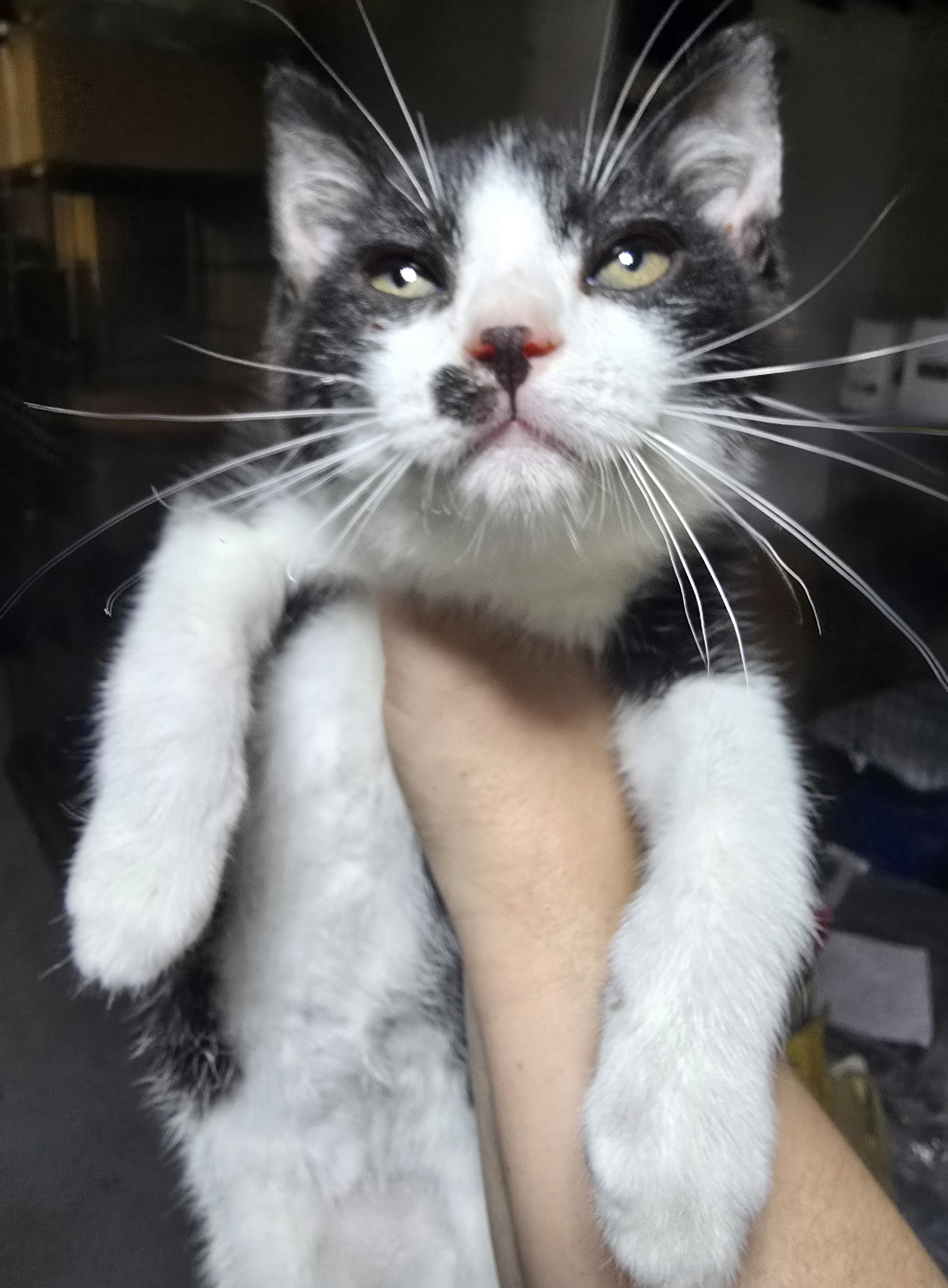 Rain, a Adopted Domestic Short Hair in Elizabeth, PA image 5/5