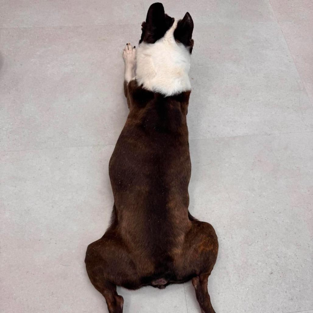 Bentley, Adoptable, Senior Male Boston Terrier.