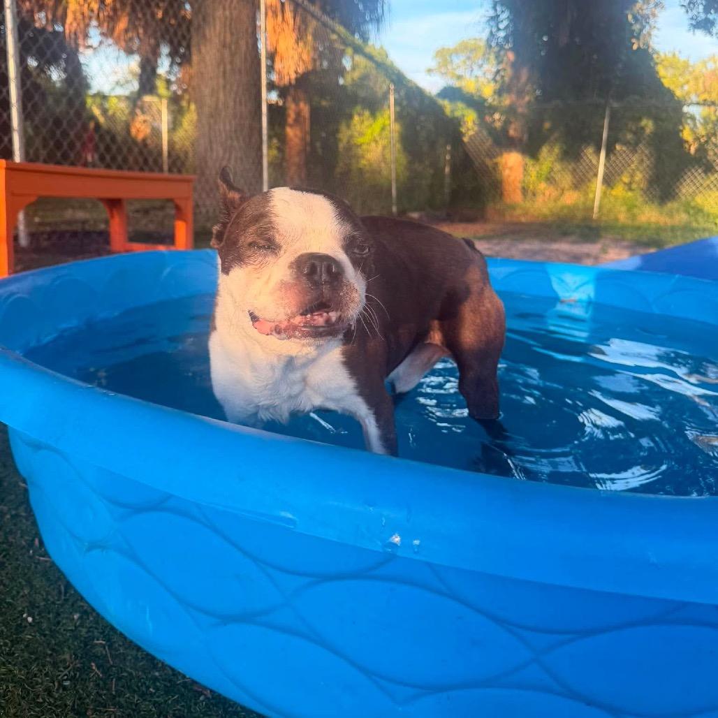 Enlarge Bentley, a Adoptable Boston Terrier in Port Richey, FL image 2/6