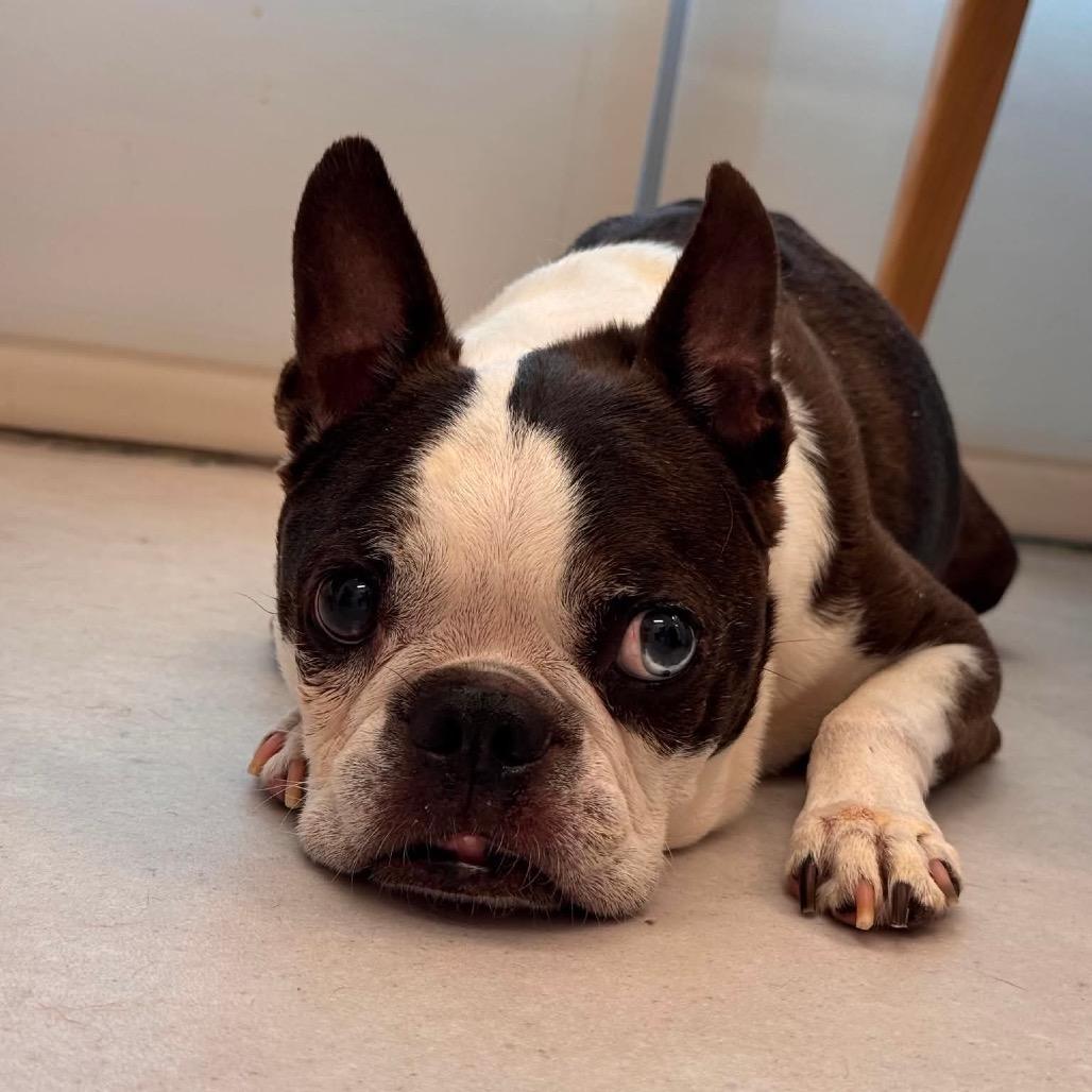 Enlarge Bentley, a Adoptable Boston Terrier in Port Richey, FL image 3/6