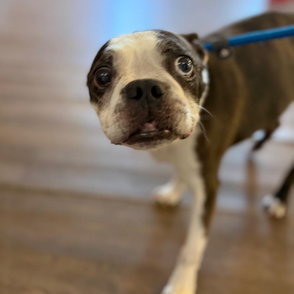 Enlarge Bentley, a Adoptable Boston Terrier in Port Richey, FL image 4/6