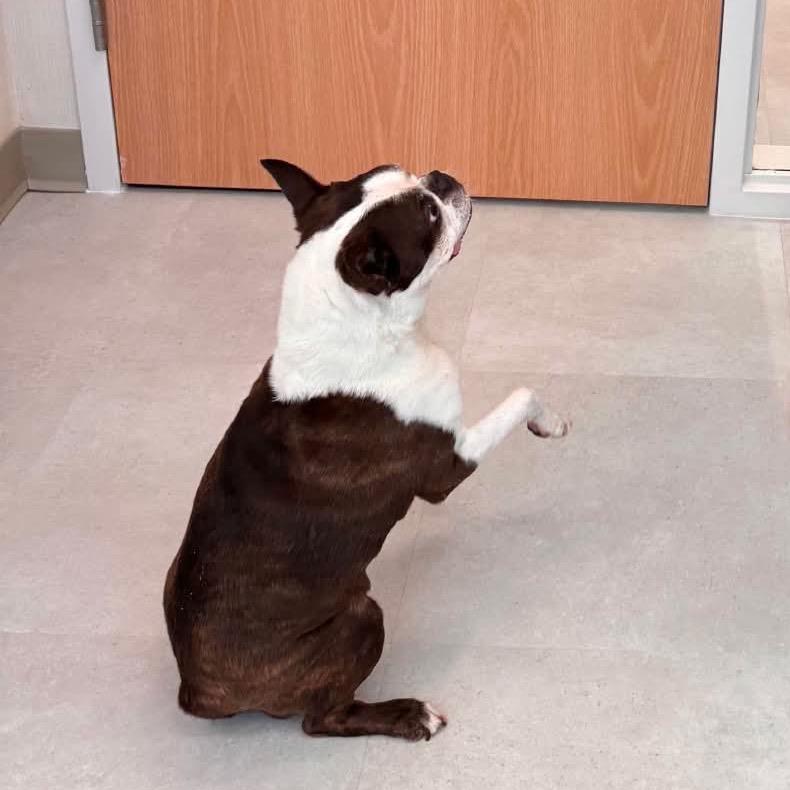 Enlarge Bentley, a Adoptable Boston Terrier in Port Richey, FL image 5/6