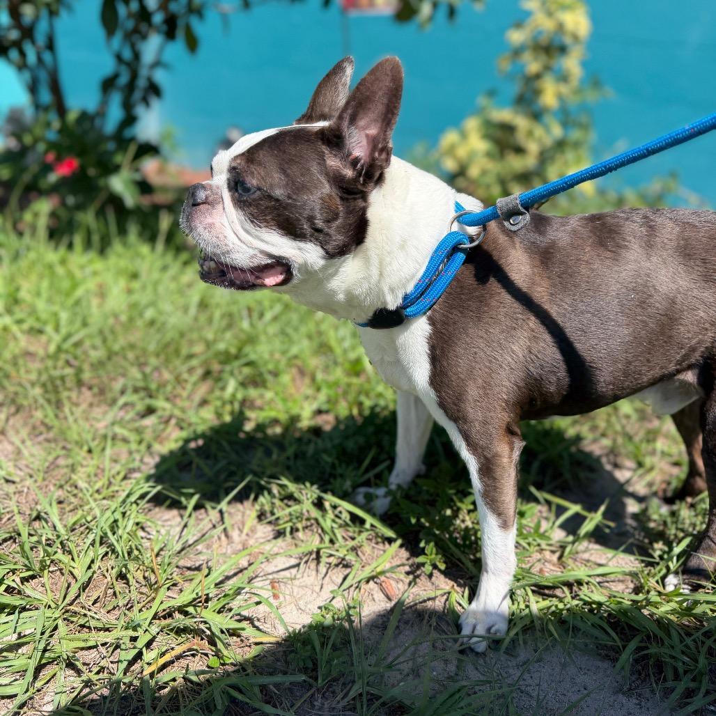Enlarge Bentley, a Adoptable Boston Terrier in Port Richey, FL image 6/6