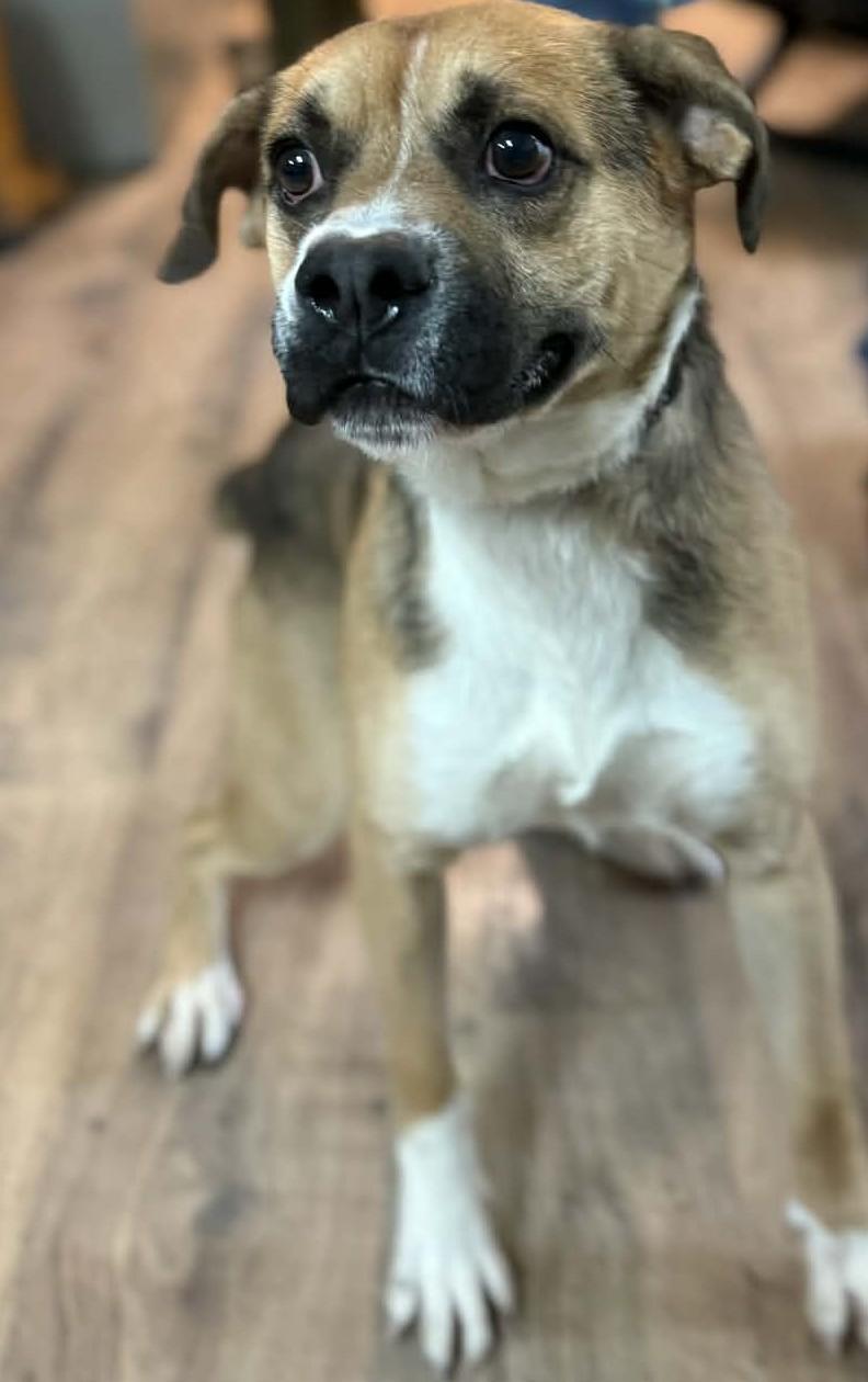 Otis, ADOPTABLE, Adult Male Boxer.