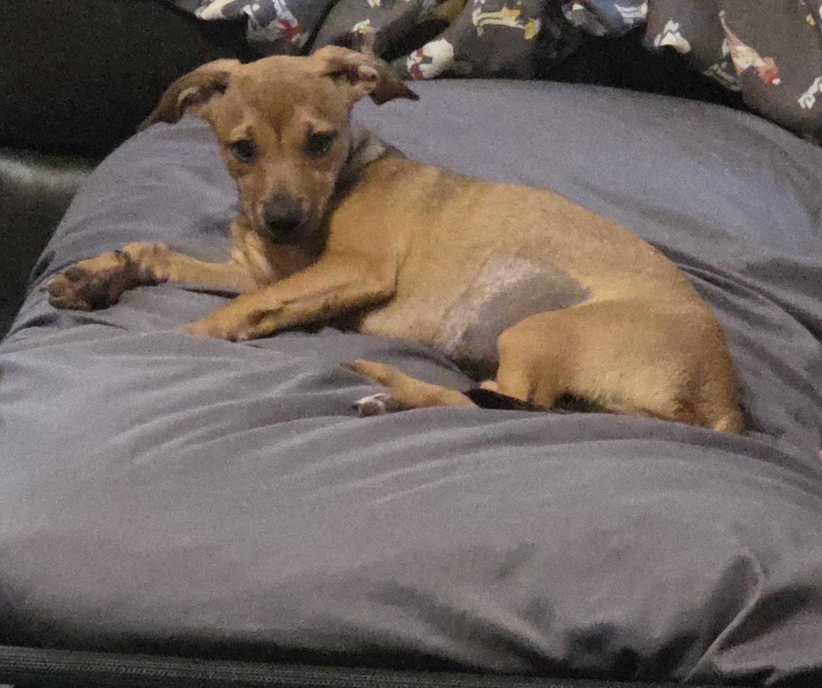 Enlarge Candy, a Adoptable mixed breed in Deer Park, TX image 1/1