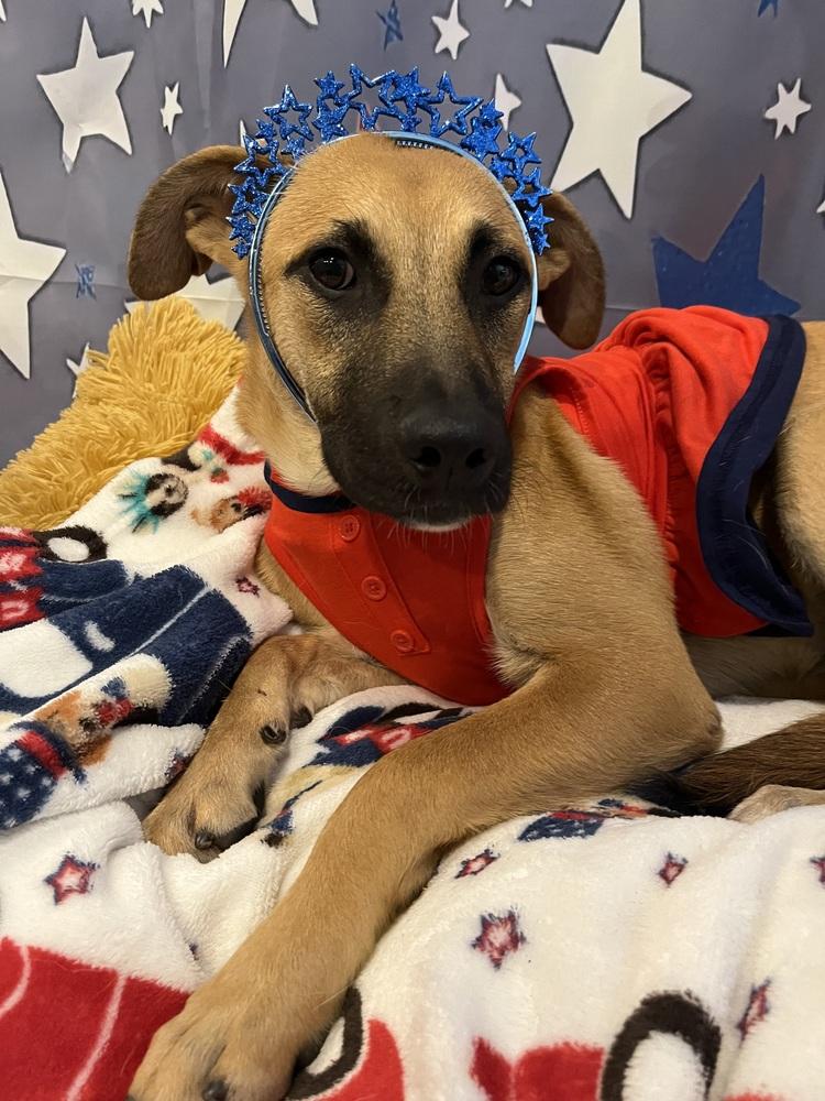 Enlarge Maybelline, a Adoptable mixed breed image 1/1